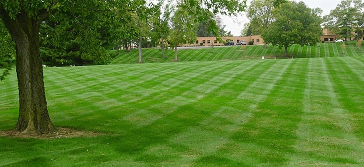 Suburban Lawn and Landscape
